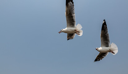 Seagulls flying in the blue sky, chasing after food to eat at Bangpu, Thailand.