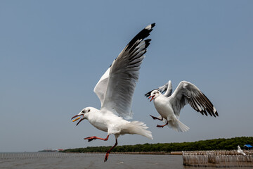 Seagulls flying in the blue sky, chasing after food to eat at Bangpu, Thailand.