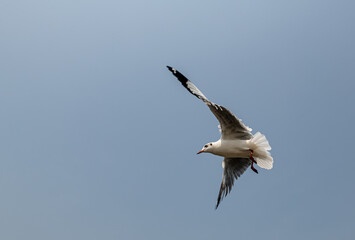 Seagulls flying in the blue sky, chasing after food to eat at Bangpu, Thailand.