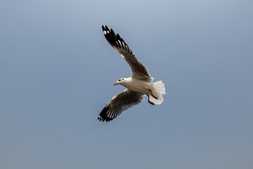 Seagulls flying in the blue sky, chasing after food to eat at Bangpu, Thailand.