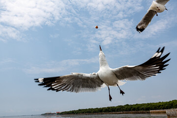 Seagulls flying in the blue sky, chasing after food to eat at Bangpu, Thailand.