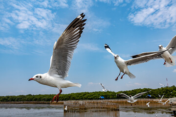 Seagulls flying in the blue sky, chasing after food to eat at Bangpu, Thailand.