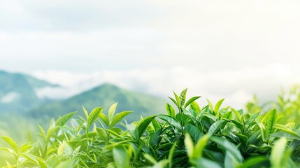 Obraz premium Lush green tea leaves grow under a cloudy sky in a scenic mountainous region during the early morning light.