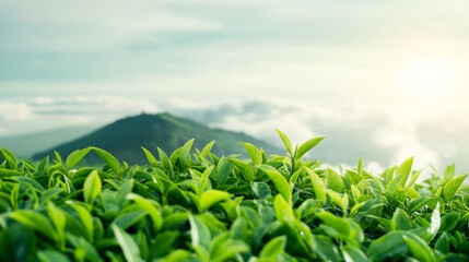 Obraz premium Lush green tea leaves flourish in a mountainous region during sunrise, creating a serene agricultural landscape.