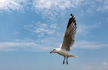 Seagulls flying in the blue sky, chasing after food to eat at Bangpu, Thailand.