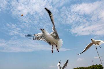 Seagulls flying in the blue sky, chasing after food to eat at Bangpu, Thailand.