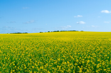 Yellow Canola Field Under a Clear Blue Sky