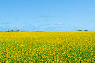 Obraz premium Yellow Canola Field Under a Clear Blue Sky