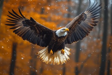 Fototapeta premium Bald Eagle Soaring Through Autumn Snowfall