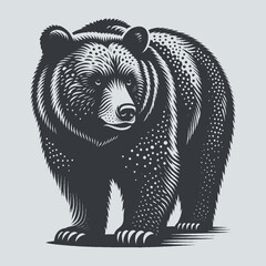 bear vector illustration
