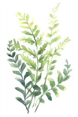 Fototapeta premium Watercolor Ferns Delicate fern leaves
