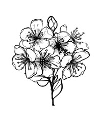 Blossoming branch of sakura, apple tree, peach. Realistic line drawing of beautiful flowers with buds and leaves for logo, wedding design. Vector illustration.