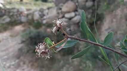 Daphne mucronata wild shrub or plant