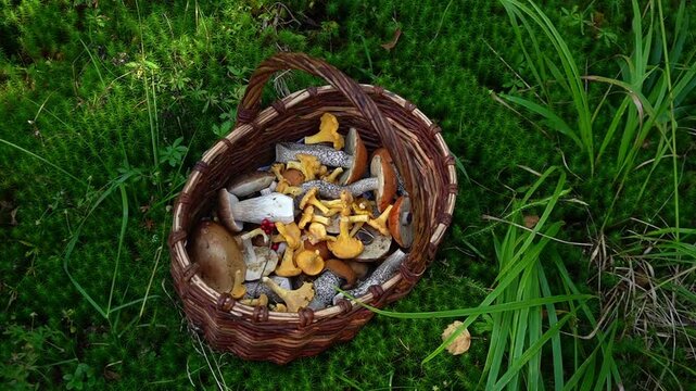 basket with collected edible mushrooms in the forest, top view. picking mushrooms, boletus and chanterelles.