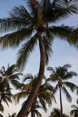 Closeup of Palm tree at Miami beach in Florida, tropical vibes and summer vacation concept