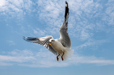 Seagulls flying in the blue sky, chasing after food to eat at Bangpu, Thailand.