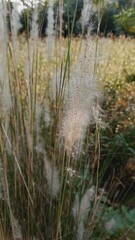 Japanese Silver Grass, Miscanthus sacchariflorus, Cogon Grass, Kunai Grass or Thatch Grass