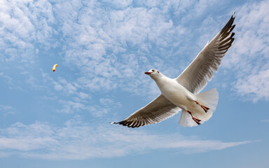 Seagulls flying in the blue sky, chasing after food to eat at Bangpu, Thailand.
