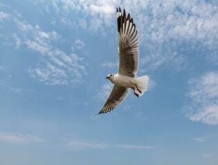 Seagulls flying in the blue sky, chasing after food to eat at Bangpu, Thailand.