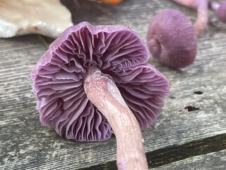 Violet mushroom on wood