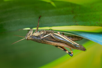 A close-up of a brown grasshopper hanging upside down from a green leaf. The insect's detailed body and legs are clearly visible. This photo was taken in Taiwan, Asia.