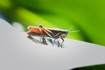 A macro photograph of a brown grasshopper perched on a leaf. The insect's intricate details, including its compound eyes, antennae, and segmented body, are clearly visible. Taiwan, Asia.