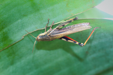 A close-up of a brown grasshopper hanging upside down from a green leaf. The insect's detailed body and legs are clearly visible. This photo was taken in Taiwan, Asia.