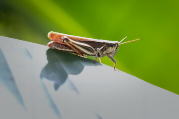 A macro photograph of a brown grasshopper perched on a leaf. The insect's intricate details, including its compound eyes, antennae, and segmented body, are clearly visible. Taiwan, Asia.