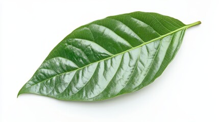 Obraz premium Green cocoa leaf isolated on white background