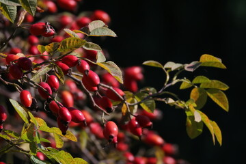Many Rose Gips on a branch