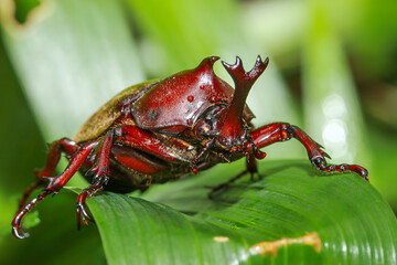 A close-up of a brightly colored male rhinoceros beetle perched on a green leaf. The beetle's shiny exoskeleton and impressive horns are clearly visible. Taiwan.