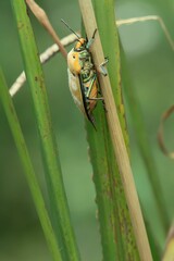 A stunning macro shot of a Jewel Bug (Cantao ocellatus) perched on a green plant stem. Its vibrant colors, including metallic green and orange. Taiwan.