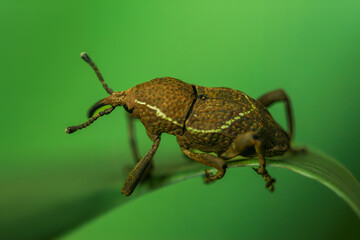 A close-up of a Formosan Striped Weevil (Cryptoderma formosense) perched on a green leaf. Its distinctive white stripes and intricate body structure are highlighted against the vibrant foliage.