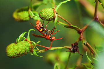 A solitary wasp(Rhynchium quinquecinctum brunneum), is perched on a green plant. The wasp's striking orange and black coloration is contrasted against the lush greenery. Taiwan.