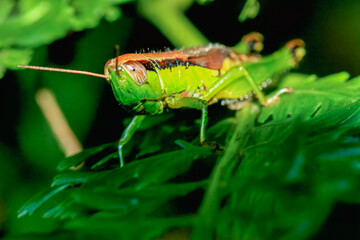A vibrant green grasshopper is perfectly camouflaged among lush green leaves. Its intricate details, including its large compound eyes and powerful hind legs, are captured in stunning detail. Taiwan.