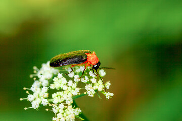 A vibrant red-necked firefly (Luciola kagiana) is perched on delicate white blossoms. Its distinctive red thorax and black elytra contrast beautifully with the white flowers. Taiwan.