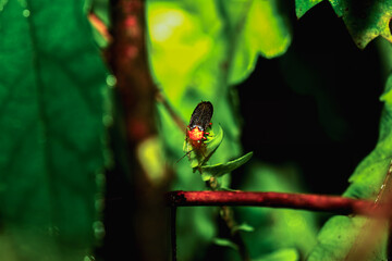 A vibrant red-necked firefly (Luciola kagiana) is perched on delicate white blossoms. Its distinctive red thorax and black elytra contrast beautifully with the white flowers. Taiwan.