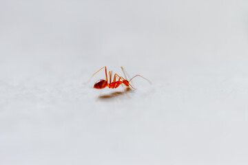 A single red ant is captured in a moment of action on a plain white background. Its tiny legs and delicate antennae are clearly visible. Taiwan.