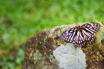 A stunning Taiwanese Tiger Butterfly, Penthema formosanum, is perched on a rock with its wings fully extended. Its striking black and white patterned wings, adorned with vibrant blue eyespots.