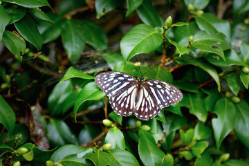 A stunning Taiwanese Tiger Butterfly, Penthema formosanum, is perched on a rock with its wings fully extended. Its striking black and white patterned wings, adorned with vibrant blue eyespots.