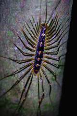 A close-up of a house centipede crawling on a fern leaf. The centipede's elongated body and numerous long legs are clearly visible. Wulai District, New Taipei City, Taiwan.