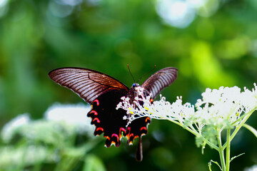 A stunning Chinese Peacock Butterfly (Papilio bianor) perched gracefully on delicate white blossoms. Its iridescent blue-black wings and vibrant red markings create a captivating. Taiwan.