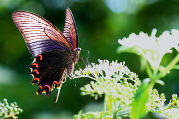 A stunning Chinese Peacock Butterfly (Papilio bianor) perched gracefully on delicate white blossoms. Its iridescent blue-black wings and vibrant red markings create a captivating. Taiwan.