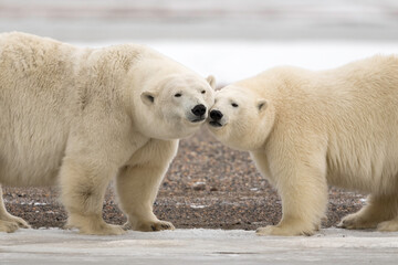 Polar Bear (Ursus maritimus), Barter Island, Kaktovik Alaska