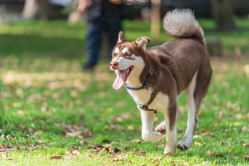 A dog running on the grass (Siberian husky)