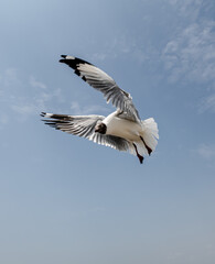 Seagull in group or single flying in the blue sky, along the seashore area at Bangpu, Thailand.