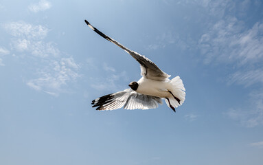Seagull in group or single flying in the blue sky, along the seashore area at Bangpu, Thailand.