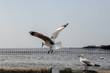 Seagull in group or single flying in the blue sky, along the seashore area at Bangpu, Thailand.