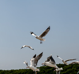 Seagull in group or single flying in the blue sky, along the seashore area at Bangpu, Thailand.