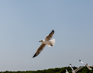 Seagull in group or single flying in the blue sky, along the seashore area at Bangpu, Thailand.